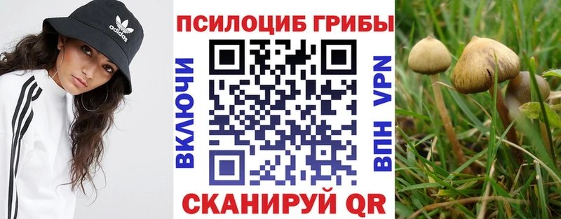 Псилоцибиновые грибы MAGIC MUSHROOMS  блэк спрут tor  Чистополь  цены  